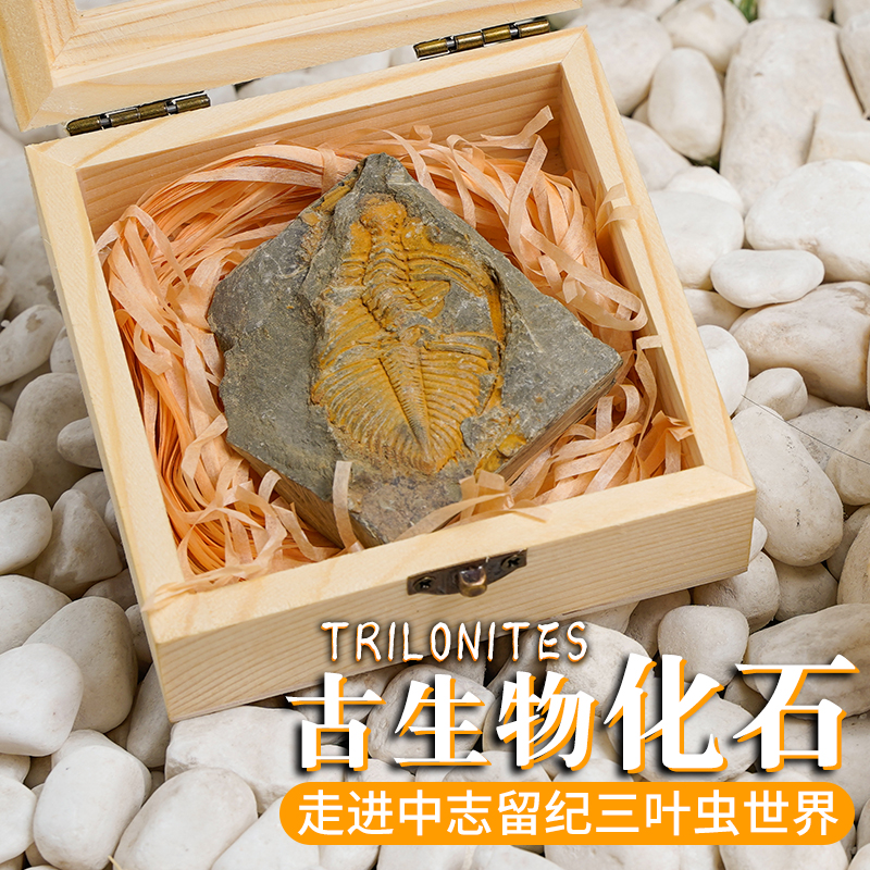 【考古典藏】三叶虫古生物化石科普教具矿石饰品摆件儿童生日礼物在类目 饰品/流行首饰/时尚饰品新, 摆件中 - 来自Buy2taobao.com提供专业的淘宝代购服务