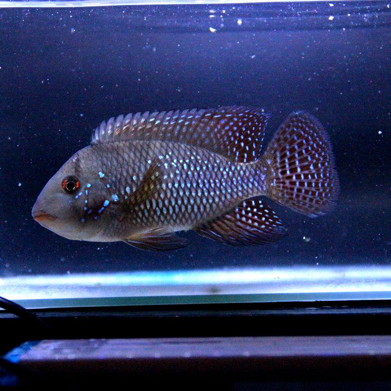 伊波拉关刀鱼西德蓝宝石鱼食土雕鱼淡水热带观赏鱼凶猛群游鱼活体