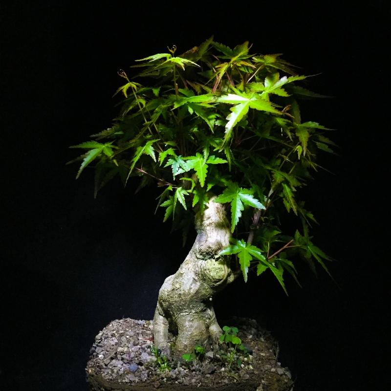 鸡爪槭日本山红叶盆景青枫盆栽小品丛林式精致绿植小盆栽枫树盆景