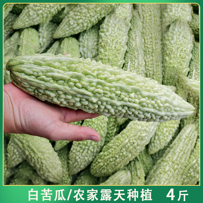 白苦瓜露天农家种植当季老品种新鲜蔬菜现摘农家凉瓜鲜嫩白玉苦瓜