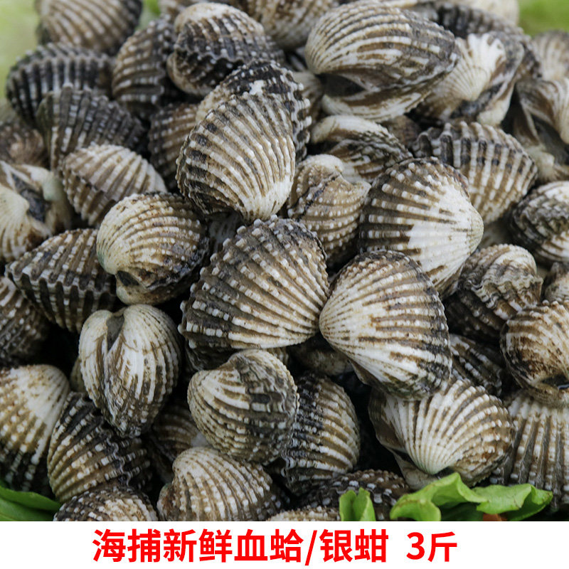 包邮福建新鲜海产品血蚶大鲜活花蛤