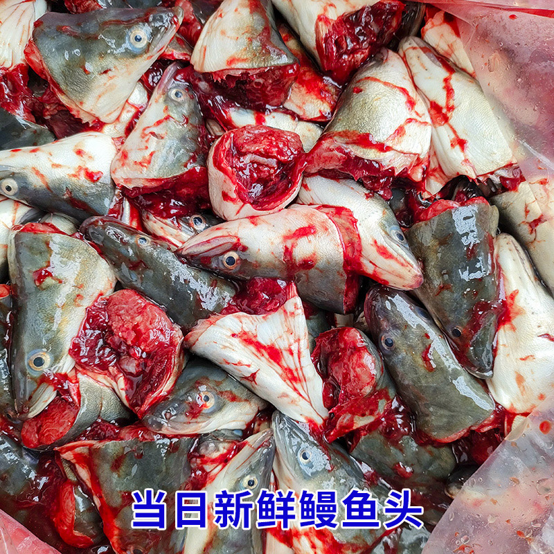 福建海捕新鲜鳗鱼头海鲜水产冰鲜鳗鱼头炖汤海鳗鱼头鲜活海产品