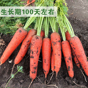 胡萝卜种子种籽红水果萝卜四季籽种蔬菜孑紫菜籽子紫色黄胡罗卜种