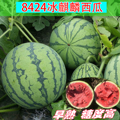 高产早熟西瓜种子四季播8424麒麟王无籽西瓜蔬菜种孑包邮