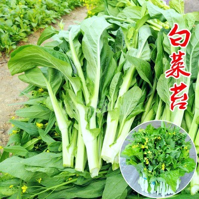 白菜苔菜种籽四季广东菜心白菜苔苗农家新鲜青菜蔬菜种子孑籽种