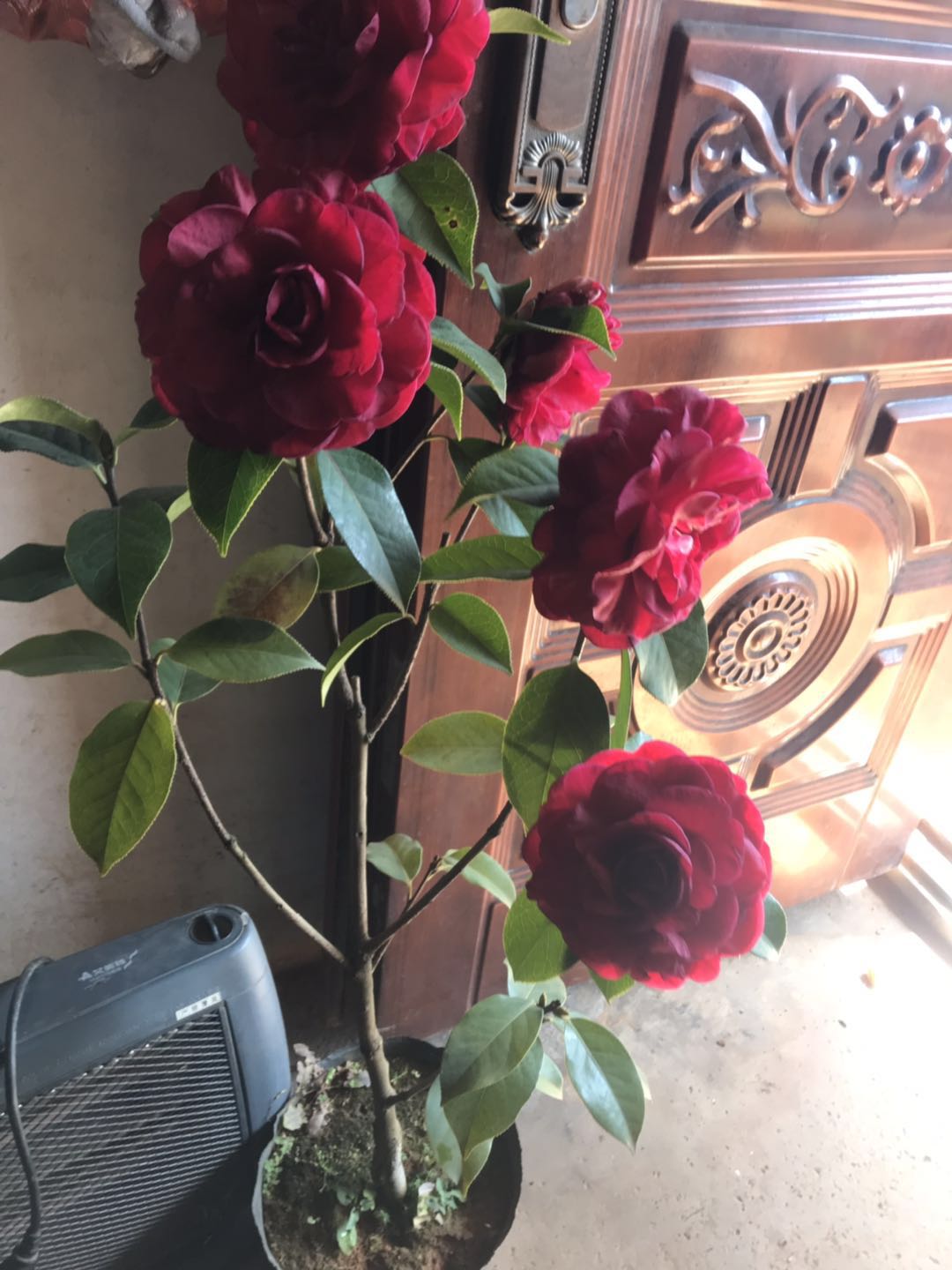 云南茶花