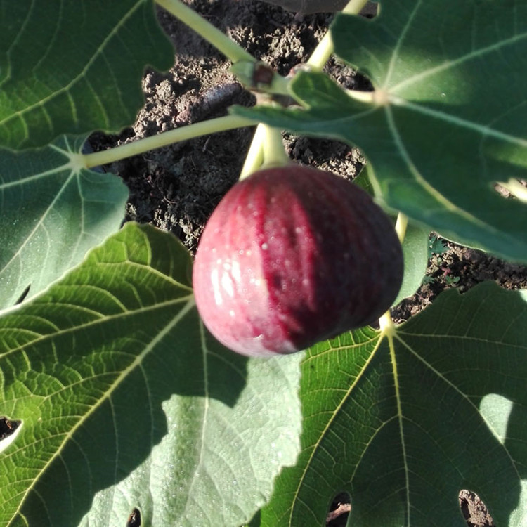 无花果苗树苗盆栽日本紫果青皮无花果苗南方北方种植无花果苗在类目 鲜花速递/花卉仿真/绿植园艺, 花园植物/行道树/果树, 果树中 - 来自Buy2taobao.com提供专业的淘宝代购服务