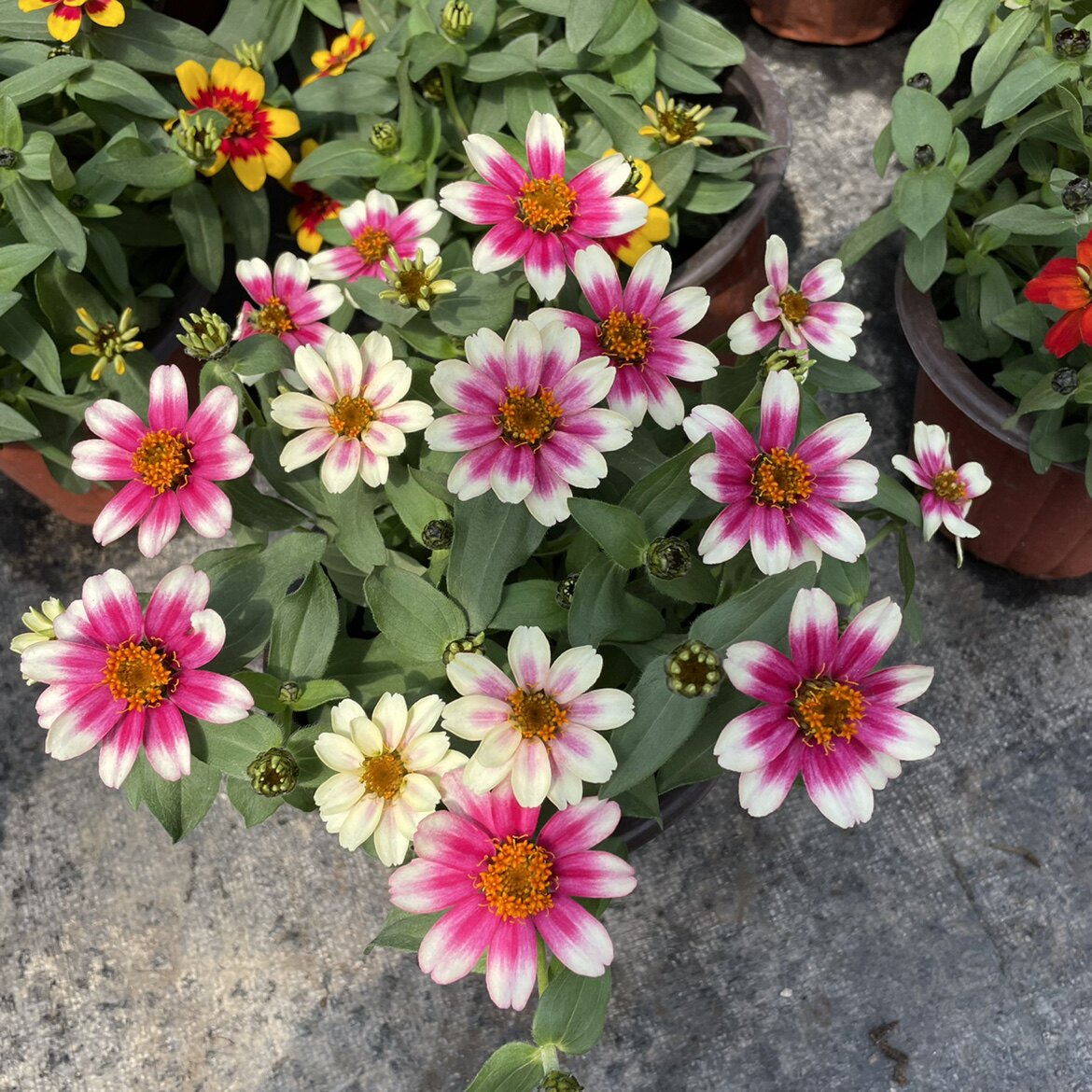 百日草盆栽矮杆 室内阳台庭院绿化用花 花期长 花色艳丽 好养