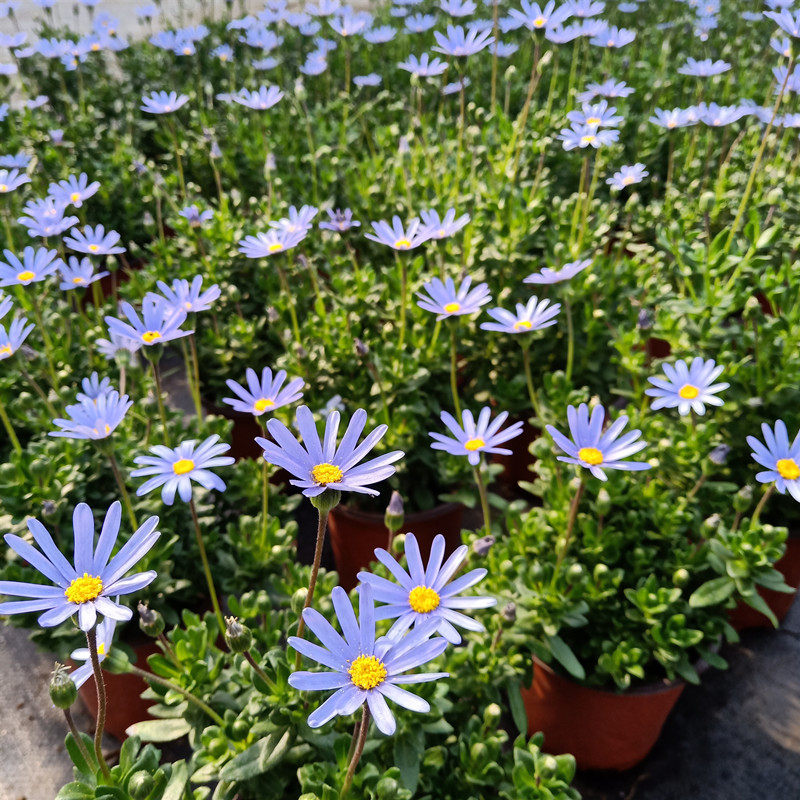 玛格丽特_蓝色玛格丽特盆栽 花苗小雏菊室外阳台耐寒花卉花期久蓝玛