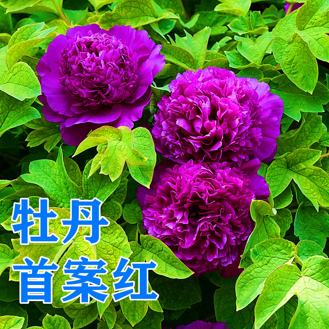 菏泽市诚信牡丹芍药园牡丹花苗【首案红】秋天发货