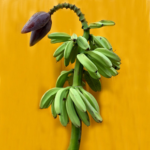 整串水培芭蕉花带杆新鲜真香蕉花婚庆布置婚礼插花艺设计观赏绿植