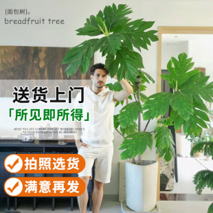 网红面包树大型绿植盆栽客厅落地大号绿植物花盆真树办公室内好养