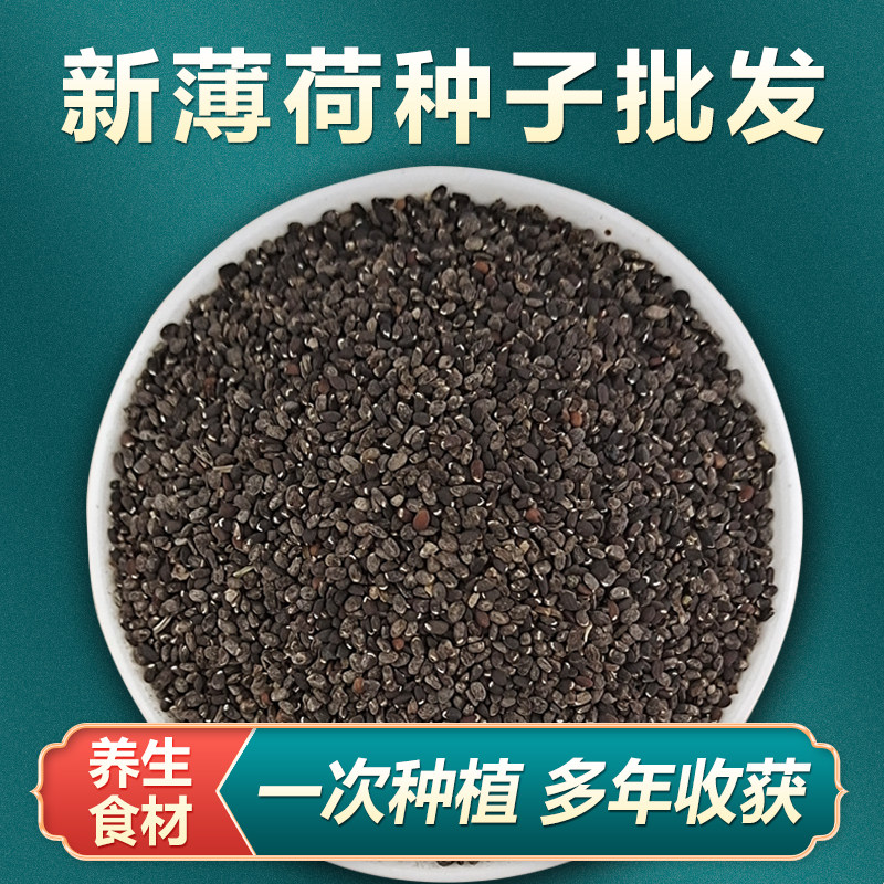 可食用薄荷种子盆栽四季驱蚊易活室内室外种子孑植物花卉花籽香草