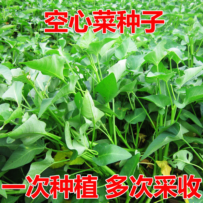 耐热空心菜种子柳叶雍菜春夏四季农家大叶通心菜阳台白梗藤藤菜籽