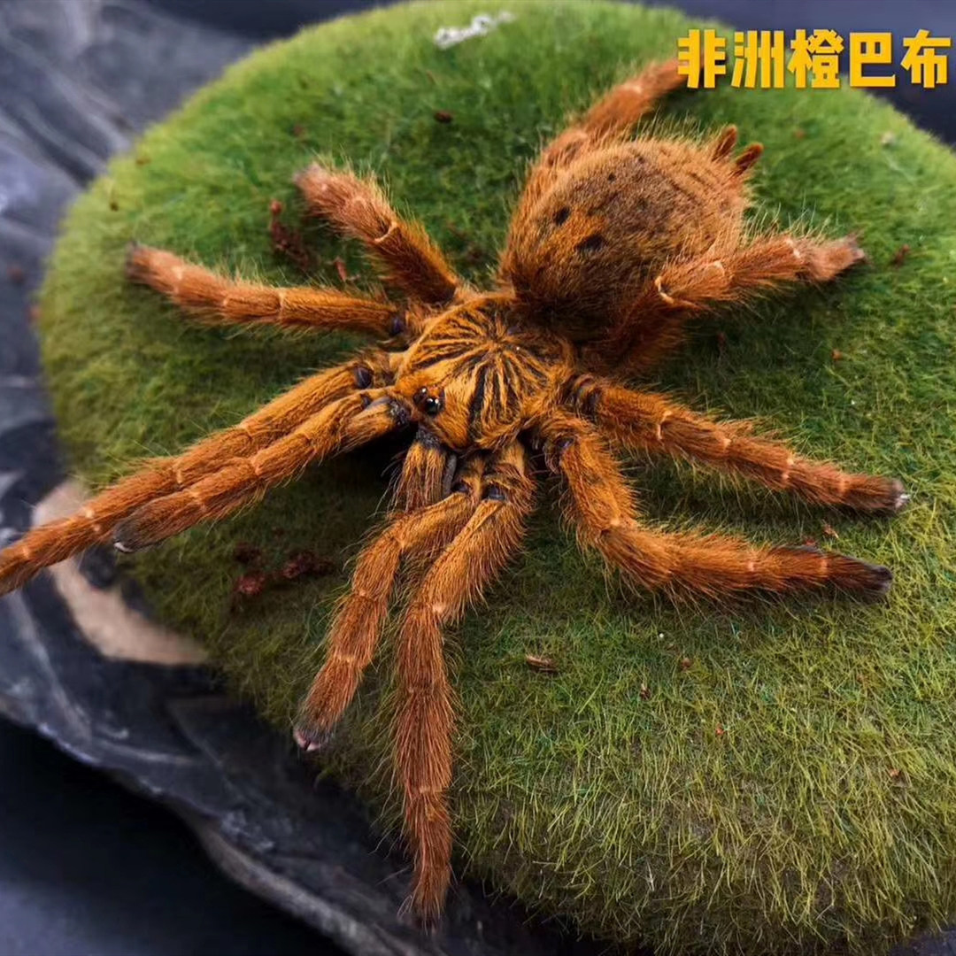 非洲烈阳橙巴布c8活体宠物蜘蛛幼苗爬宠成体活物织网穴栖包邮包活