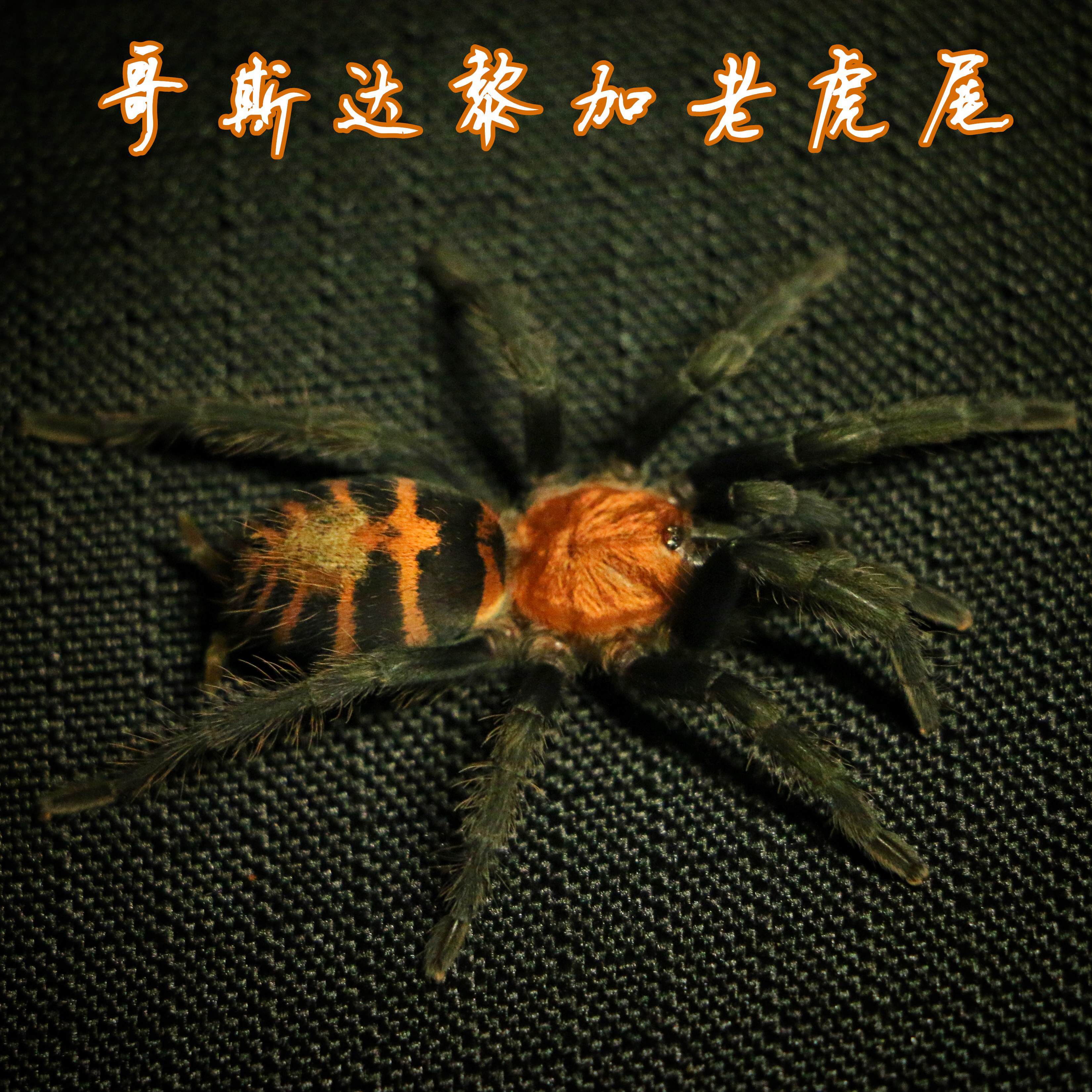 哥斯达黎加老虎尾蜘蛛活体爬虫宠物地栖捕鸟蛛好养发色幼苗亚成体