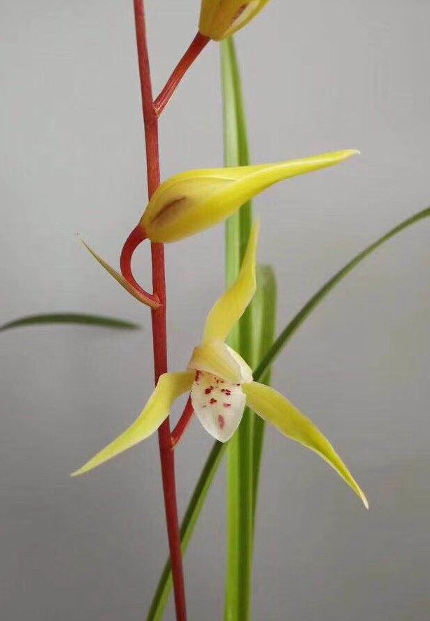 兰花寒兰 红杆黄花 皇帝 清香型 叶姿飘逸 武夷山产地