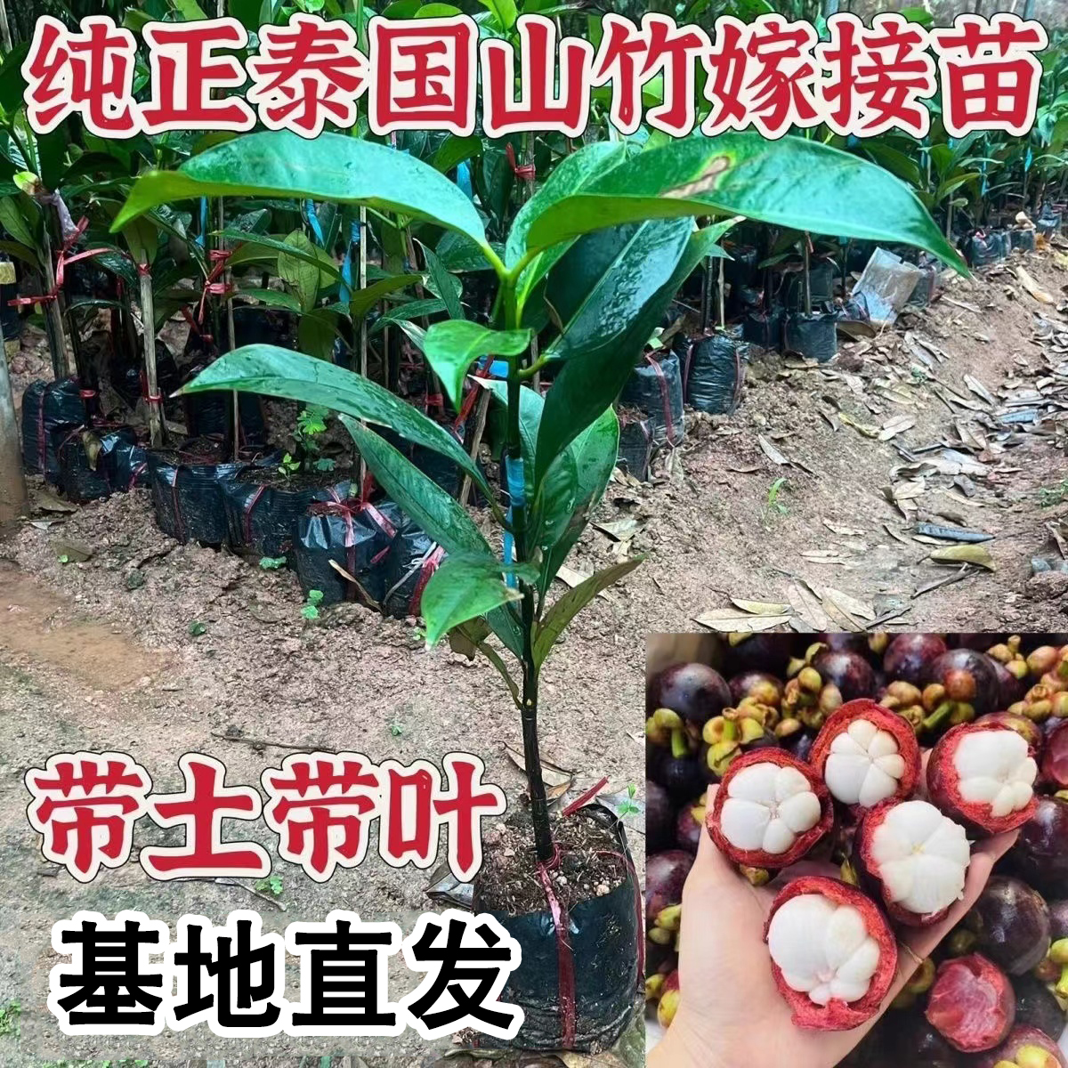 进口泰国山竹嫁接树苗山竹树红国白肉无籽地栽当年结果南北方种植