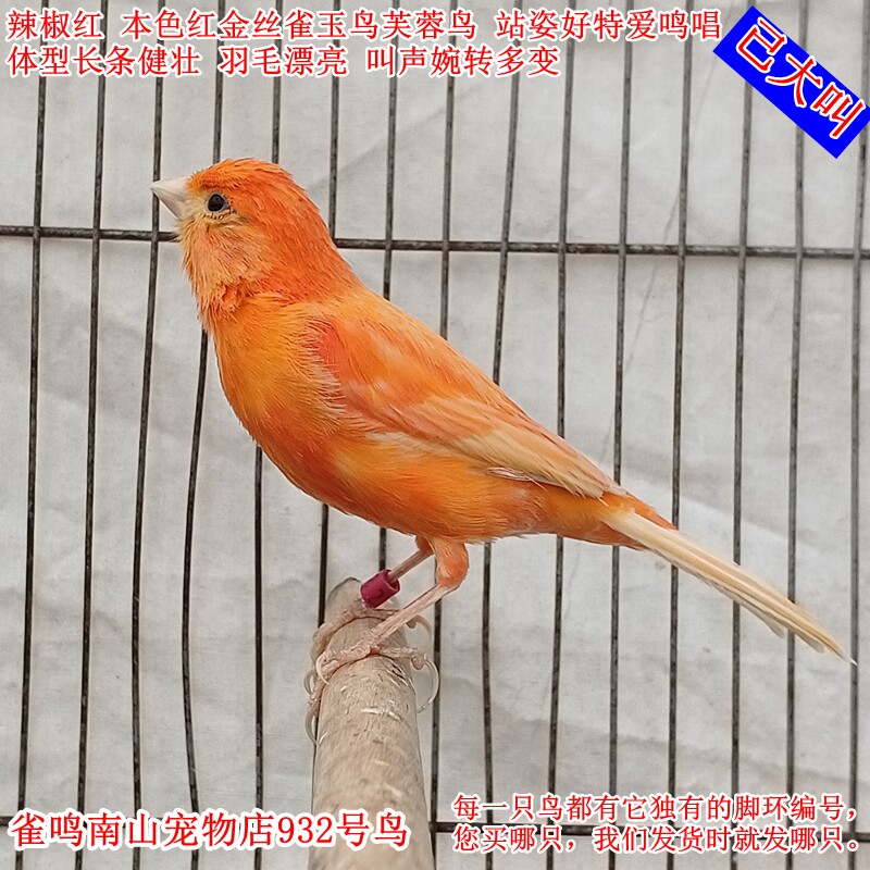 932号公鸟已大叫 辣椒红本色红金丝雀玉鸟芙蓉鸟体型好站姿好漂亮