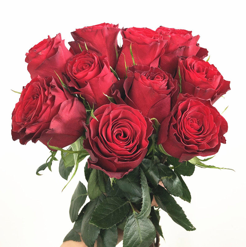 a级红玫瑰 高原红大花朵 求婚爱情表白生日礼物 水培家庭插花速递