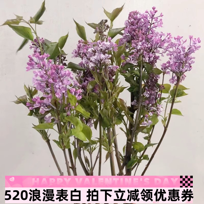 丁香花木本切枝水养插花春天开花送朋友生日礼物鲜花全国同城速递