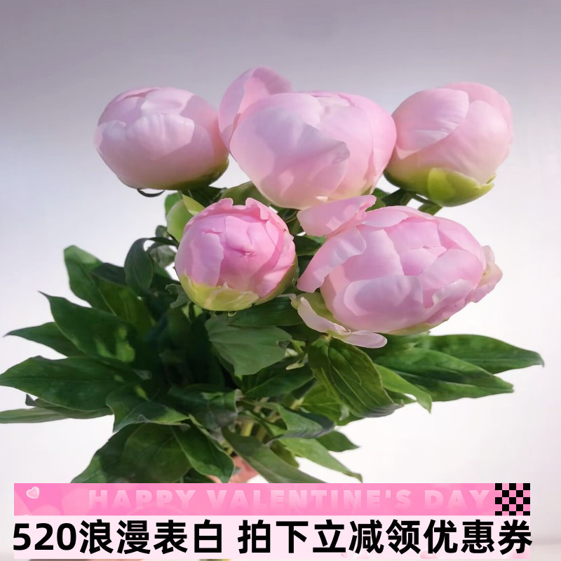 美国小姐芍药花水养办公室插花女神节清新小花束北京同城鲜花速递