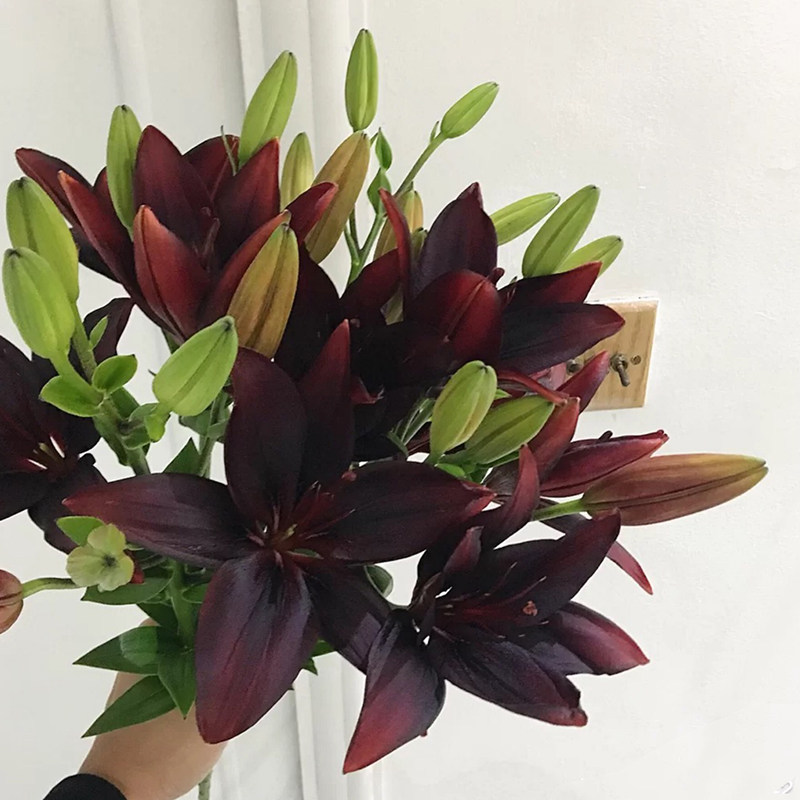 黑宝石亚百合花亚洲斗南水养家用香水百合带花苞发货云南直发黑色