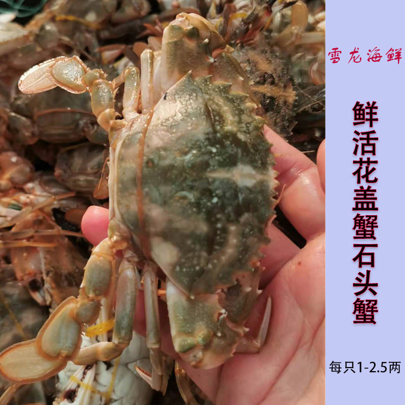 雪龙食材店的优惠券大全—鲜活大花盖蟹石头蟹海蟹赤甲红石蟹海鲜新鲜