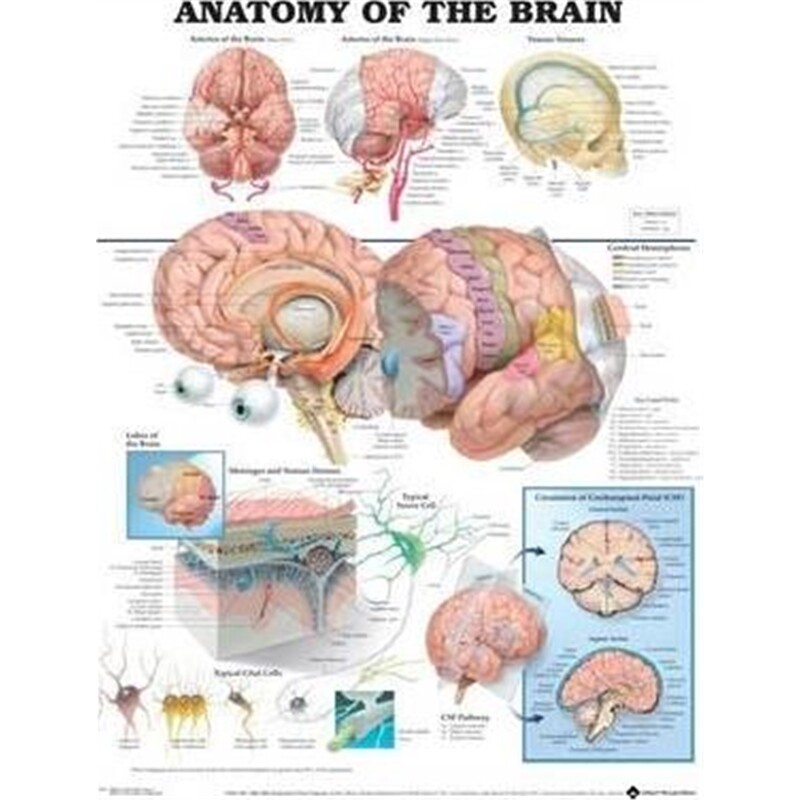 预订大脑解剖anatomyofthebrainanatomicalchart医学生活类原版书