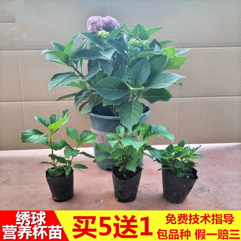 花手鞠大花绣球花苗盆栽花卉植物室内阳台庭院四季开花不断易成活