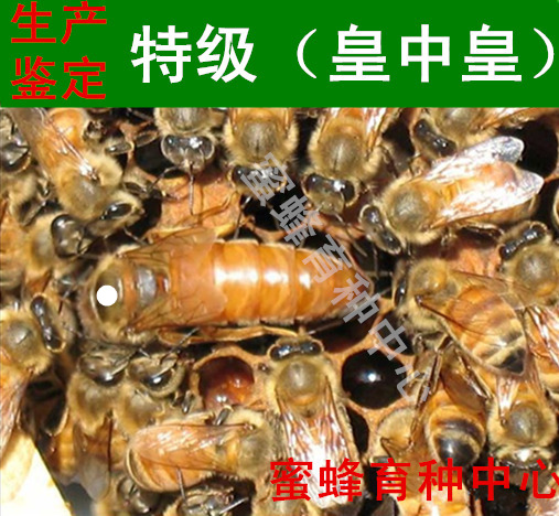 皇中皇种王蜜型特高产意蜂种蜂王优于金喀种蜂王生产鉴定特级王