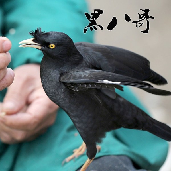 淘宝鸟类_ 鹩哥活体鸟越南了哥幼鸟苗大型观赏鸟类海南八哥花八黑八林