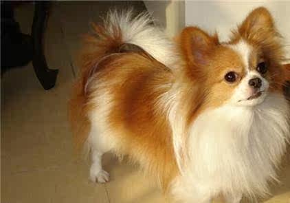 活体 小型_家养蝴蝶犬幼犬活体幼犬小狗混血串串真狗小型犬宠物狗狗