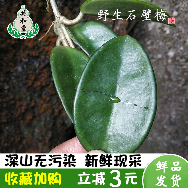 深山现采新鲜石壁梅叶玉绣球铁加杯草鞋板天然野生中草药500g包邮