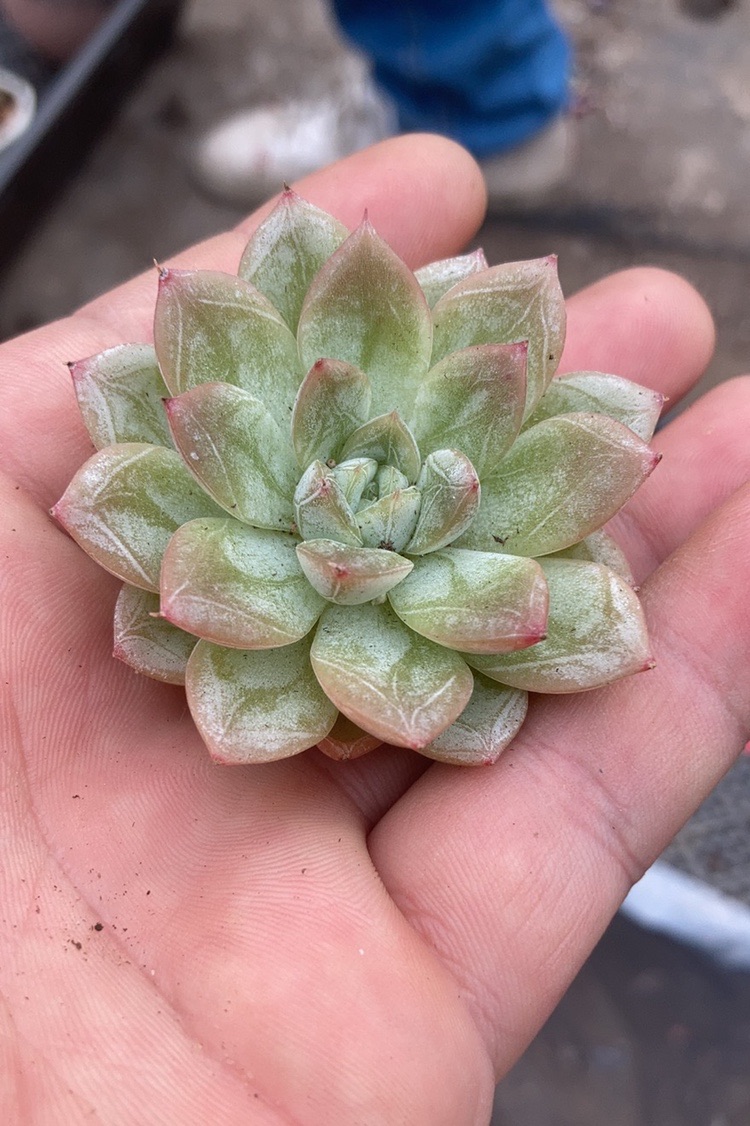 回声血燕多肉植物一物一拍3m24028元发货多肉植物