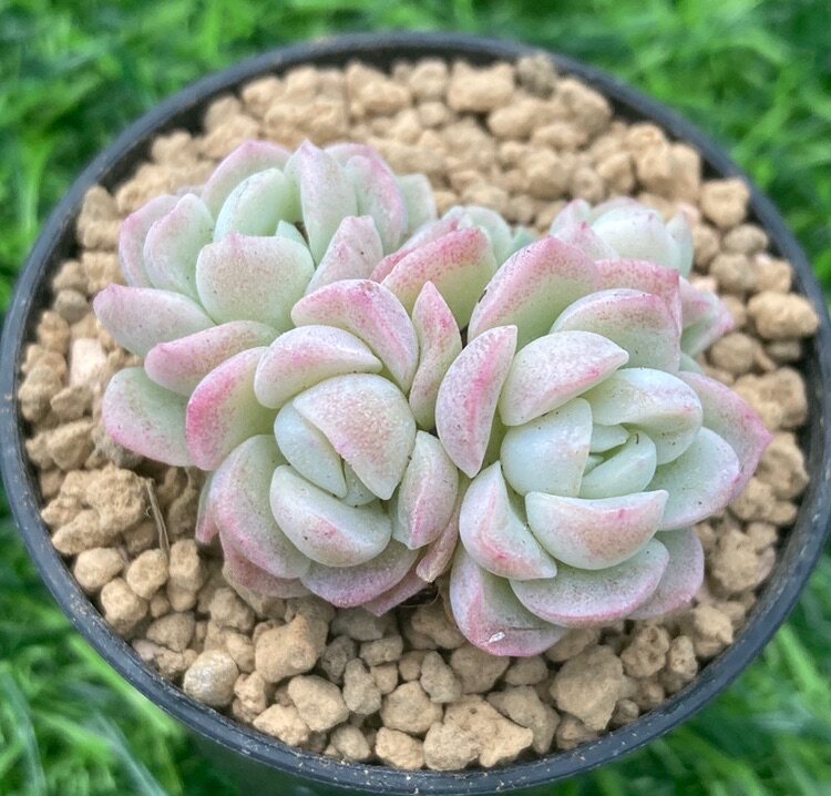 白杂 奶油美人多肉植物 白月影杂交新品一物一拍 满58元发货3月6