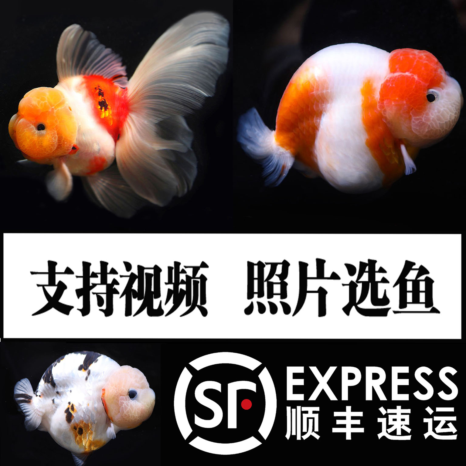 潘氏小尾兰寿水墨金鱼活体精品观赏冷水族宠物奶牛耐活好养活鱼