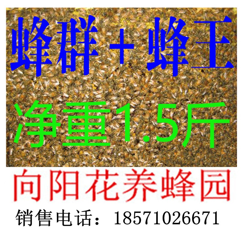 蜜蜂活体蜂群活体意蜂群带蜂王带1张巢脾不带蜂箱低价邮寄出售|ruв категории традиционные питательный пища, продуктов пчеловодства, других продуктов пчеловодства - от Buy2taobao.com для оказания профессиональной услуги покупки агента Taobao