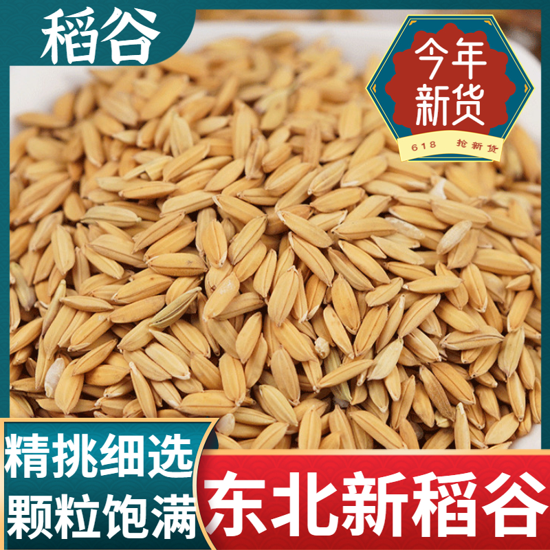稻谷带壳水稻 谷子新磨米食用带皮大米原生态杂交稻谷1斤5斤3斤