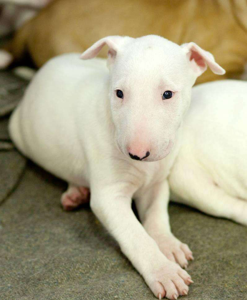 牛头梗犬幼犬活体纯种狗狗蛋头迷你海盗孙红雷林永健纯白尖头