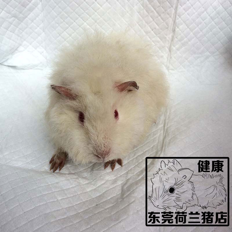 喜马拉雅卷毛葡萄眼荷兰猪 超可爱豚鼠天竺鼠 健康包活荷兰鼠母在类目 宠物/宠物食品及用品, 仓鼠类及其它小宠, 豚鼠中 - 来自Buy2taobao.com提供专业的淘宝代购服务