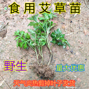 纯野生艾草根种苗植艾叶苗食用青团艾草新鲜四季盆栽绿植