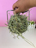 兔子食盆龙猫草架饭盆荷兰猪食碗不锈钢草球可固定循环吃草|ms 兔子食盆龙猫草架饭盆荷兰猪食碗不锈钢草球可固定循环吃草|ms