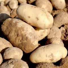 农家新鲜土豆马铃薯芋头洋芋高山大土豆非转基因新鲜蔬菜5斤包邮