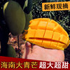 海南热带芒果新鲜大青芒 非澳芒凯特芒攀枝花桂七金煌芒水果 10斤 海南热带芒果新鲜大青芒 非澳芒凯特芒攀枝花桂七金煌芒水果 10斤