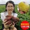 海南澄迈桥头富硒沙土地瓜 蜂蜜地瓜 农家新鲜现挖番薯蜜红薯5斤 海南澄迈桥头富硒沙土地瓜 蜂蜜地瓜 农家新鲜现挖番薯蜜红薯5斤