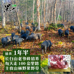 原始森林放养黑山猪肉食老爷岭野果野菜土猪比野猪好吃真正无饲料