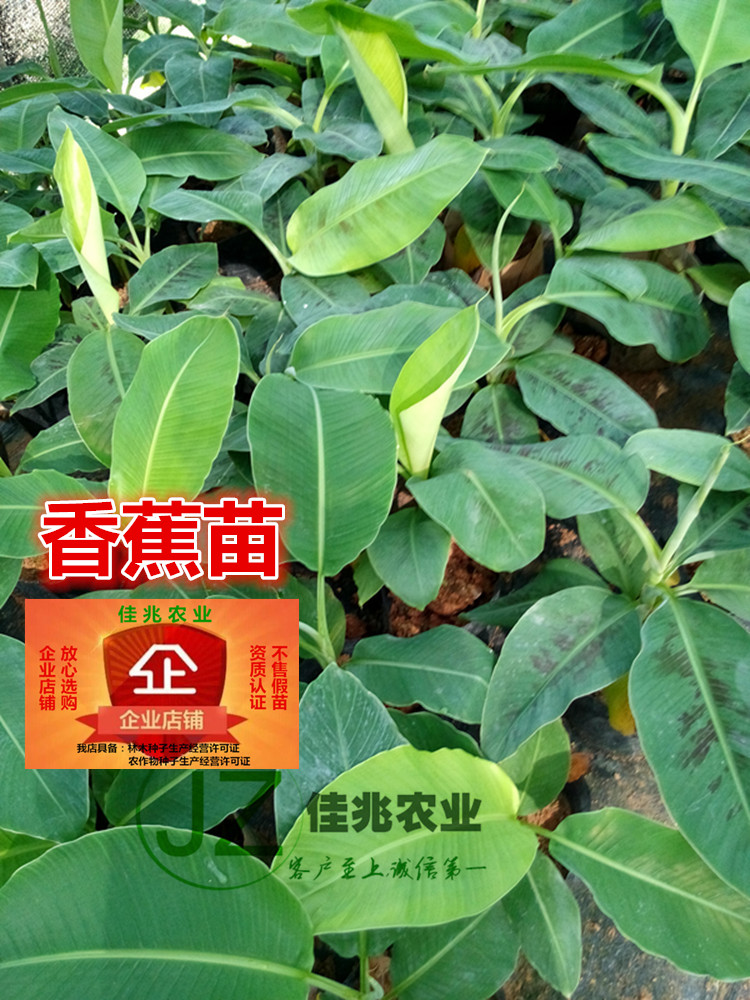 香蕉树苗木包邮 四季绿植盆景盆栽 红香蕉树球头芭蕉树 量大优惠在类目 鲜花速递/花卉仿真/绿植园艺, 花园植物/行道树/果树, 果树中 - 来自Buy2taobao.com提供专业的淘宝代购服务