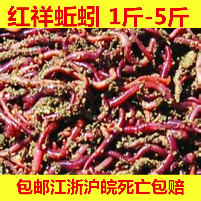 散装活体红蚯蚓1斤蚯蚓活体鱼饵垂钓饵料钓鱼松土种苗活体红蚯蚓在类目 户外/登山/野营/旅行用品, 垂钓装备, 鱼饵中 - 来自Buy2taobao.com提供专业的淘宝代购服务