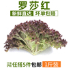 羅莎紅500g 紅葉生菜 紫葉生菜新鮮蔬菜沙拉食材 江浙滬皖5件包郵 羅莎紅500g 紅葉生菜 紫葉生菜新鮮蔬菜沙拉食材 江浙滬皖5件包郵
